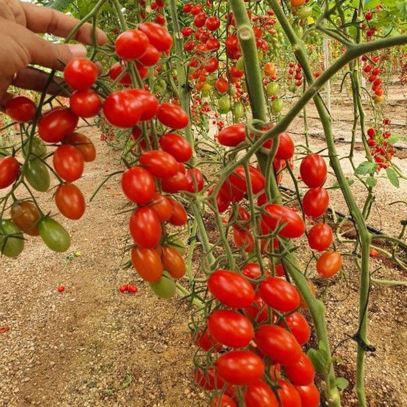 Hạt giống cà chua cherry đỏ Thái Lan