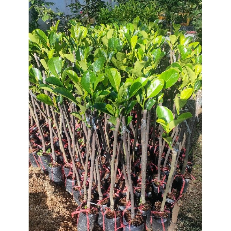 Cây mít ruột đỏ Indo