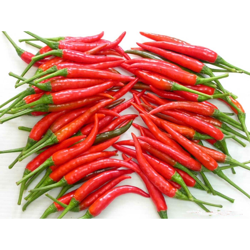 (HN) Ớt chỉ thiên cay Tươi Giao Siêu Tốc 1h