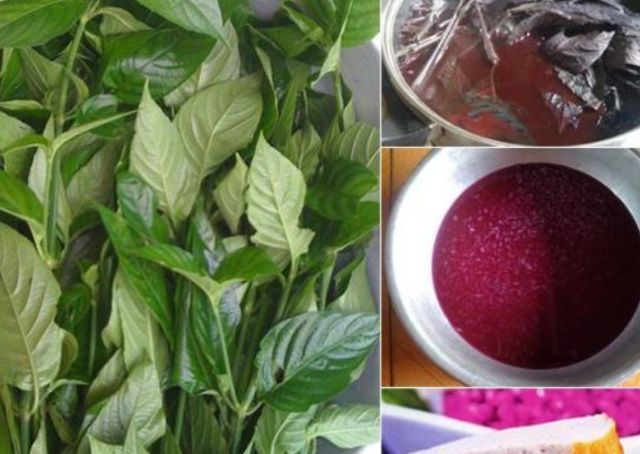 Cây lá cẩm tím - bầu cây giống