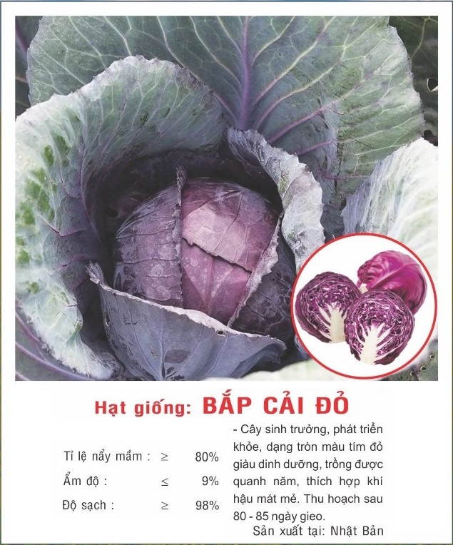 Hạt giống Bắp cải đỏ -  Bắp cải tím VTP49 | Vạn Tín Store