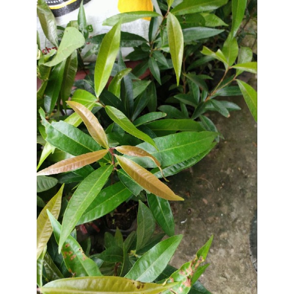 Cây mận lý ( cao trên 40cm )