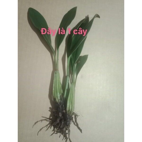 Hoa Lan vũ nữ ngàn sao(thơm nức mũi-1 khóm 2-3 cây) HOA TẾT