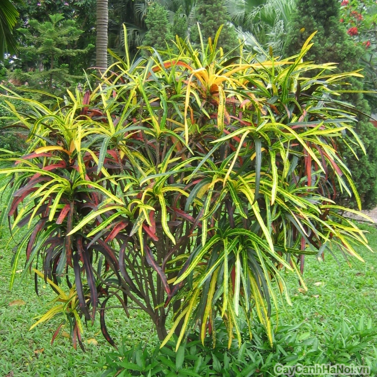 cây đuôi lươn giống (cây cô tòng đuôi lươn giống)