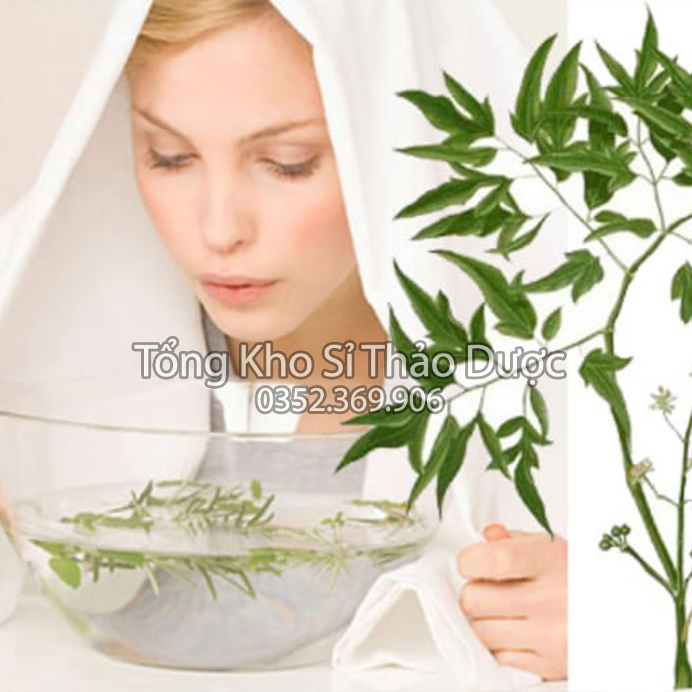 Lá đinh lăng khô 100g (Trà đinh lăng thanh lọc cơ thể, hỗ trợ mất ngủ)