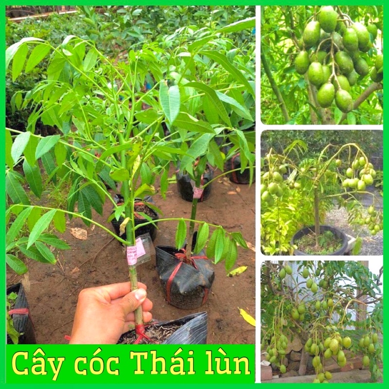 CÂY GIỐNG CÓC THÁI