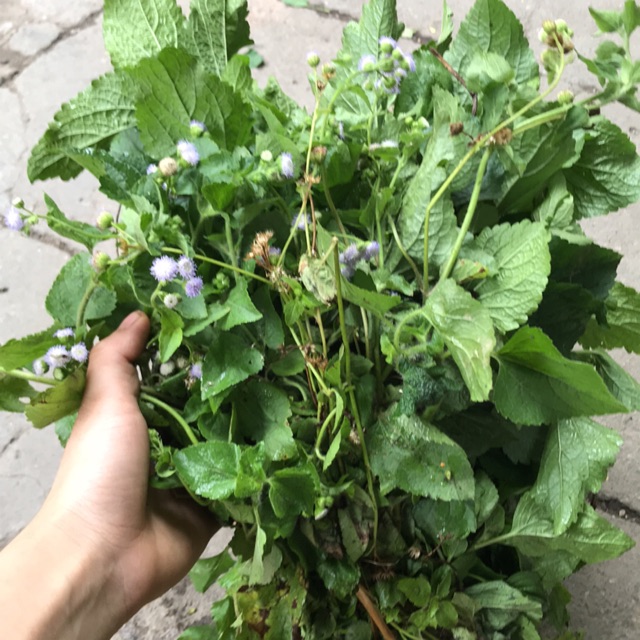 Cây cứt lợn hoa tím tươi 1kg