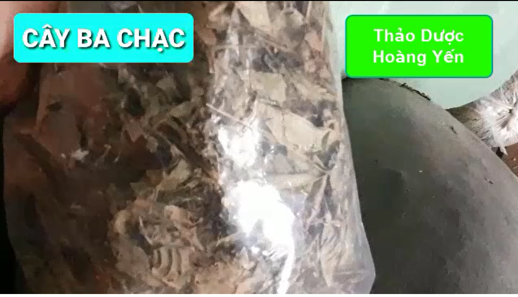 1kg cây ba chạc