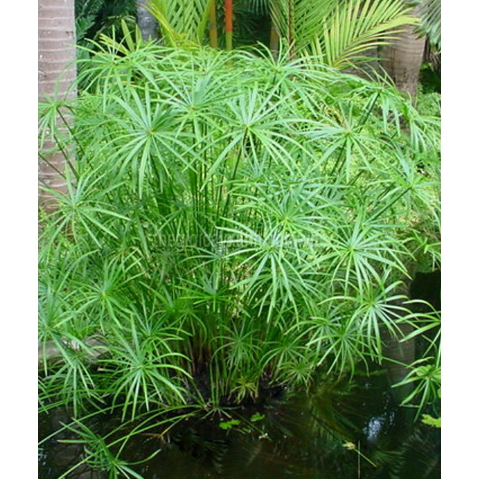 1 bụi cây thủy trúc-cây nhỏ giống