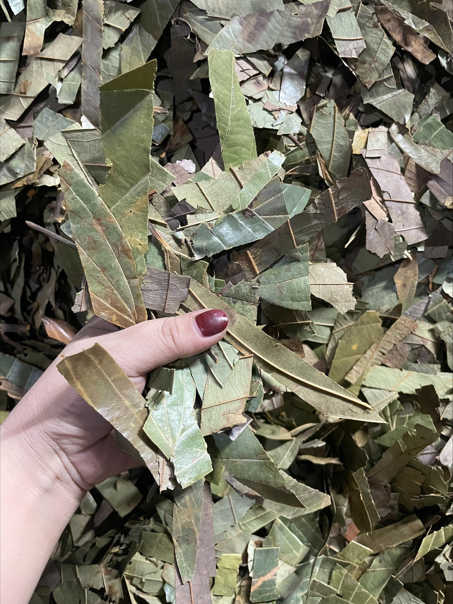 500GR Lá quế khô thơm ngon