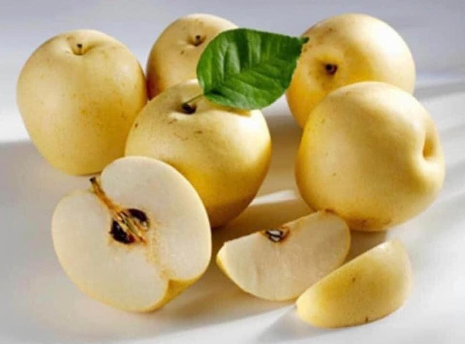 Cây Giống Lê Vàng Tứ Quý