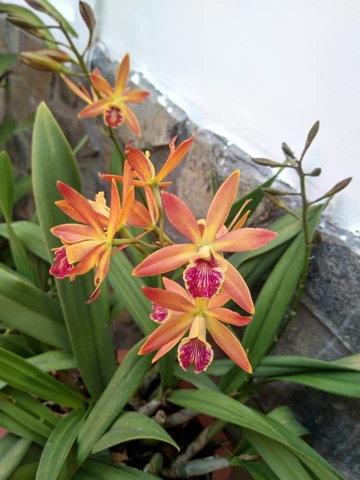 HOA LAN THIÊN THẦN LỬA