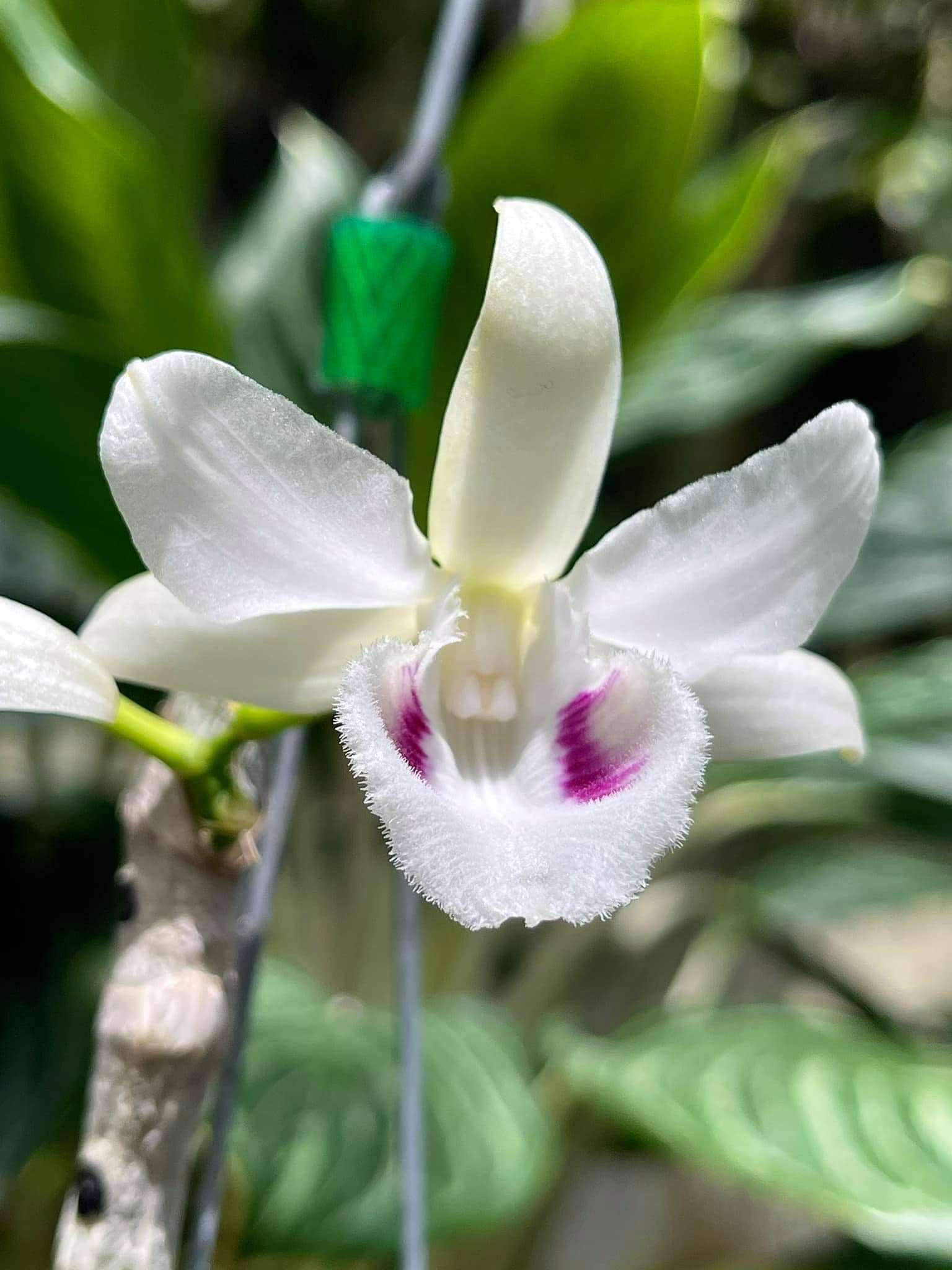 [Rẻ vô địch] Phi điệp 5ct mắt biếc hàng giống