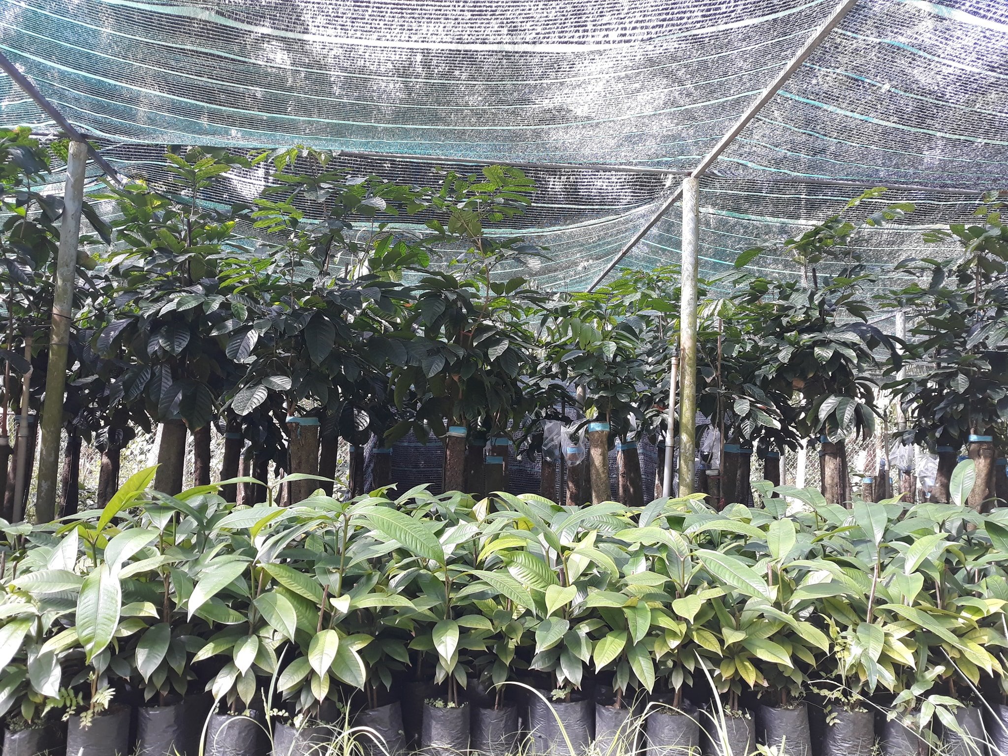 Cây măng cụt thái siêu sớm
