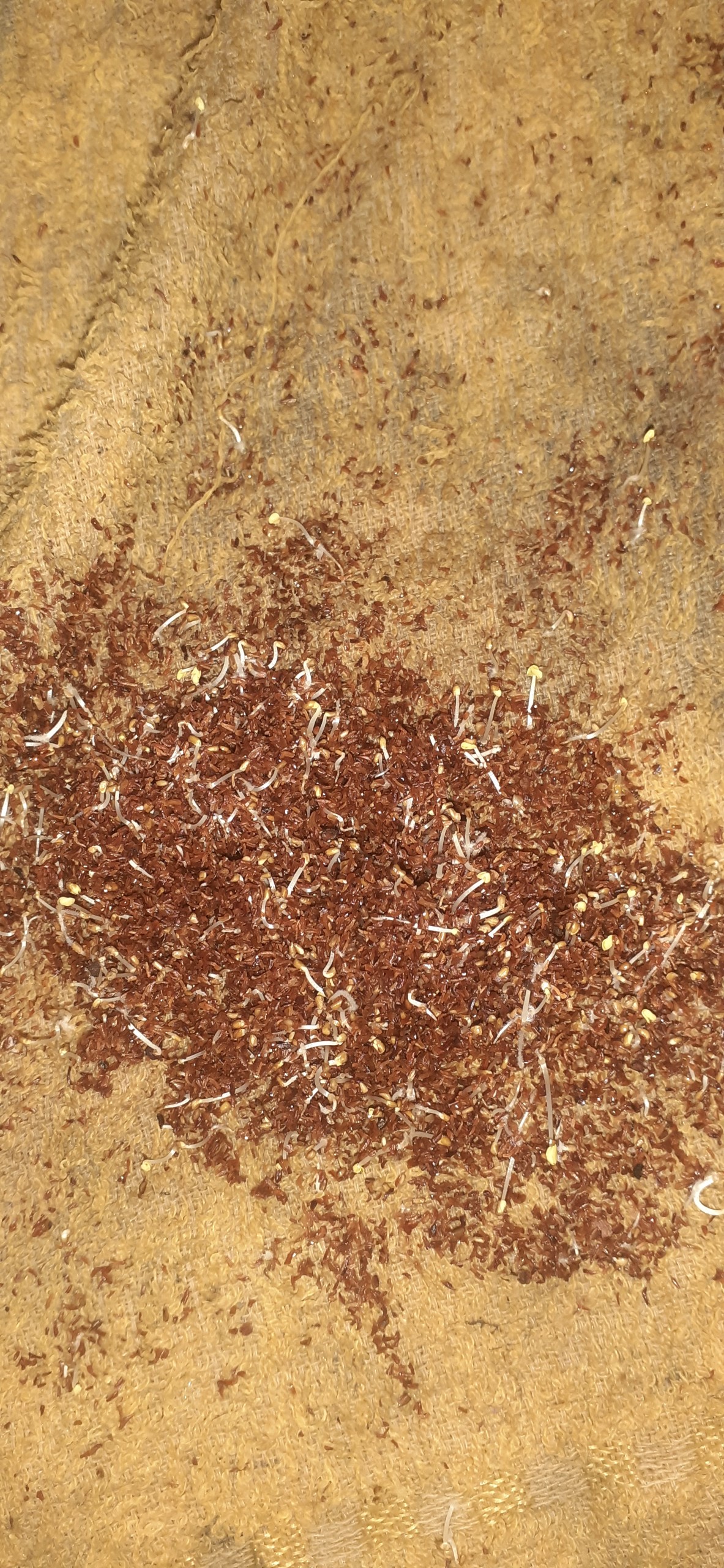 50 gram hạt giống bạch đàn trắng