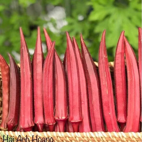 Hạt giống đậu bắp (cà bắp) đỏ cao sản - gói 10 hạt