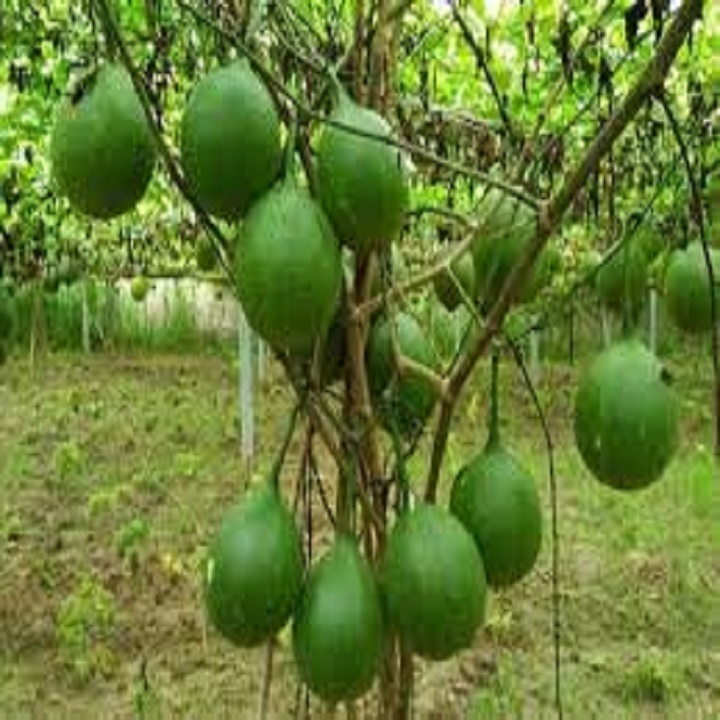 CÂY GIỐNG GẤC NẾP