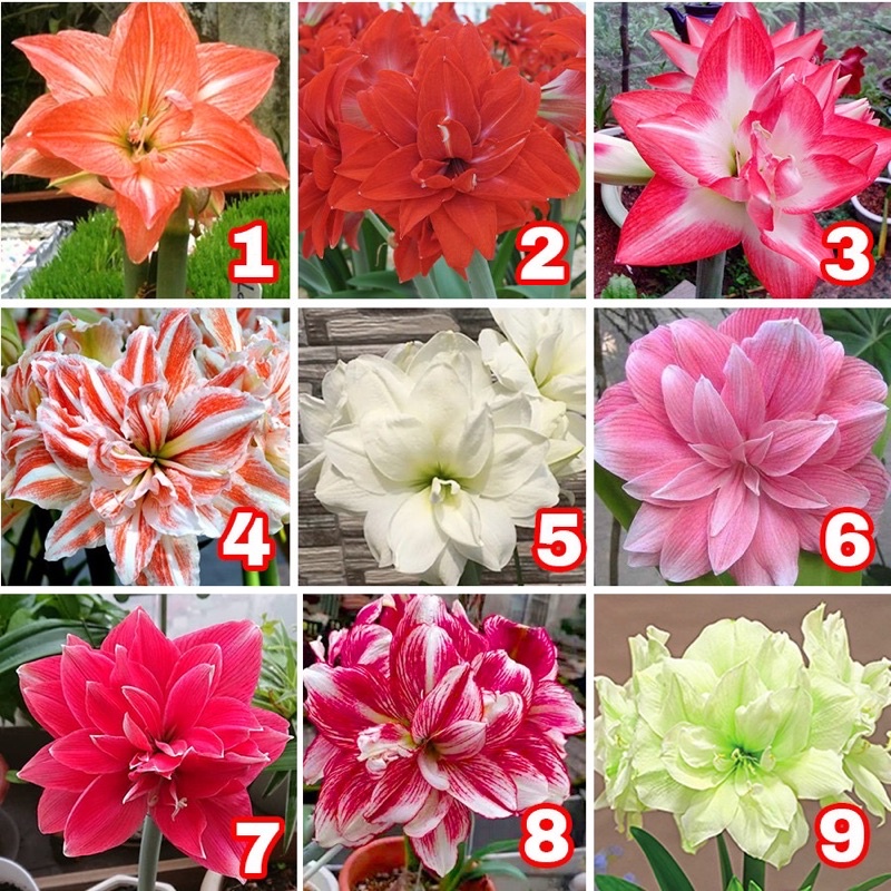 10 củ Huệ cánh kép HOA TẾT kèm phân