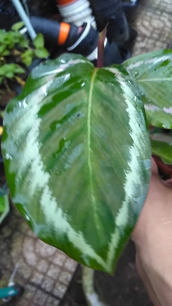 Cây đuôi công xanh viền trắng