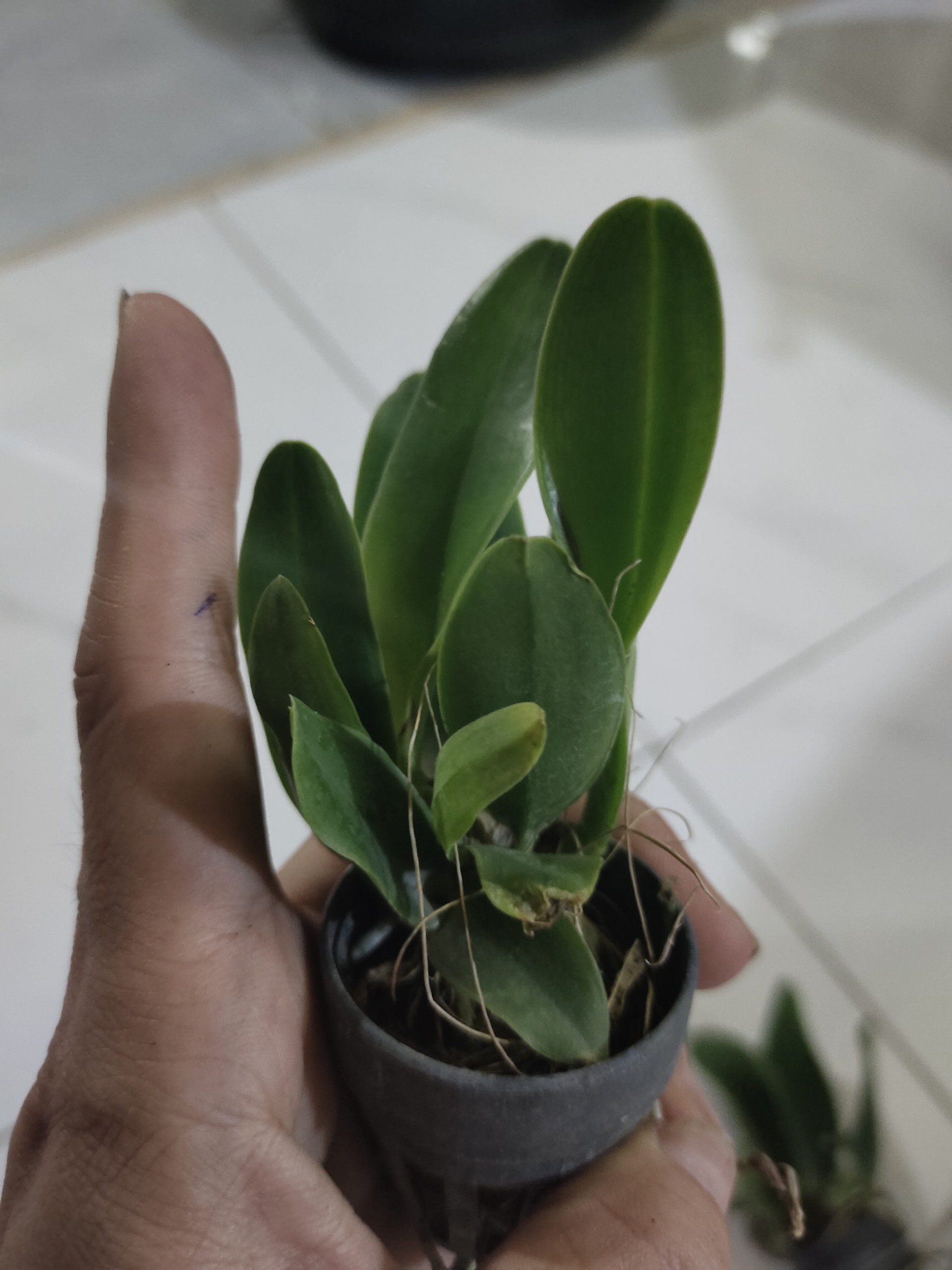 CATT VUA CƯƠNG SƠN CÂY GIỐNG Cao 5-10Cm