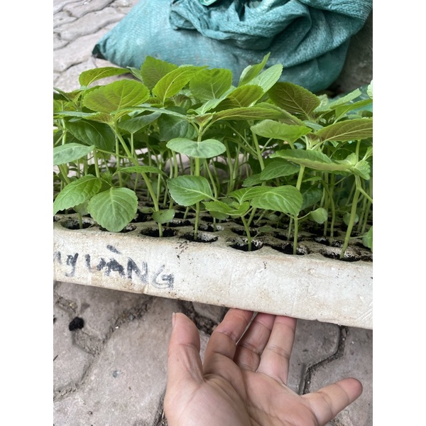 Cây giống lá mè Hàn quốc ươm vỉ như hình, giao hỏa tốc tp Hà Nội