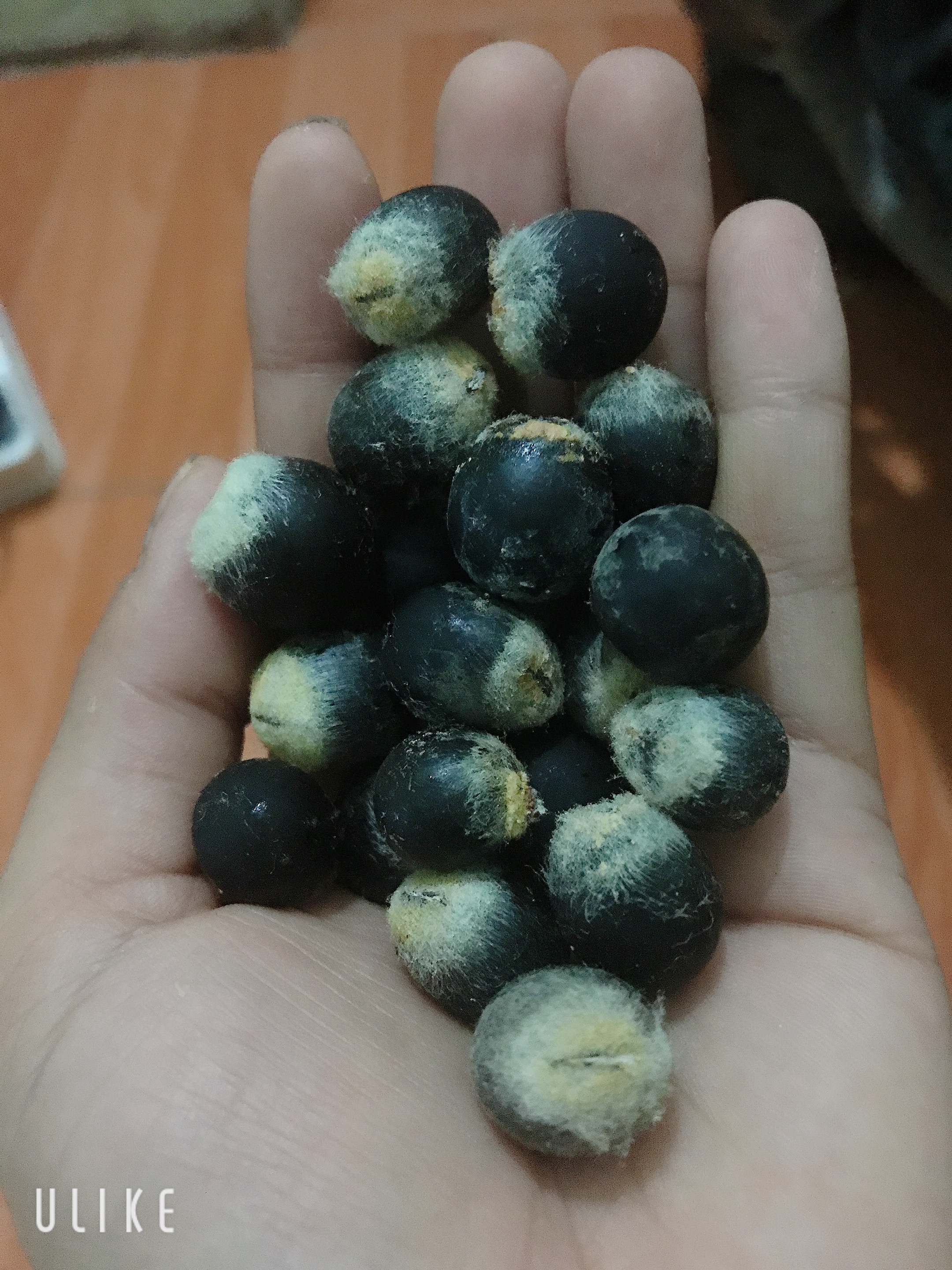 Hạt giống cây bồ hòn (100 hạt)