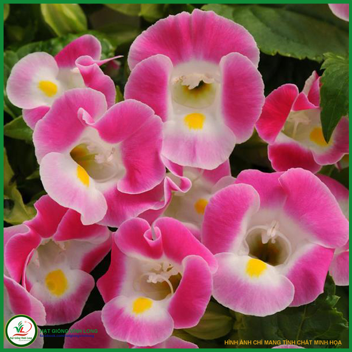 Hạt giống hoa Mắt nai (hạt tự thu) - 50 hạt