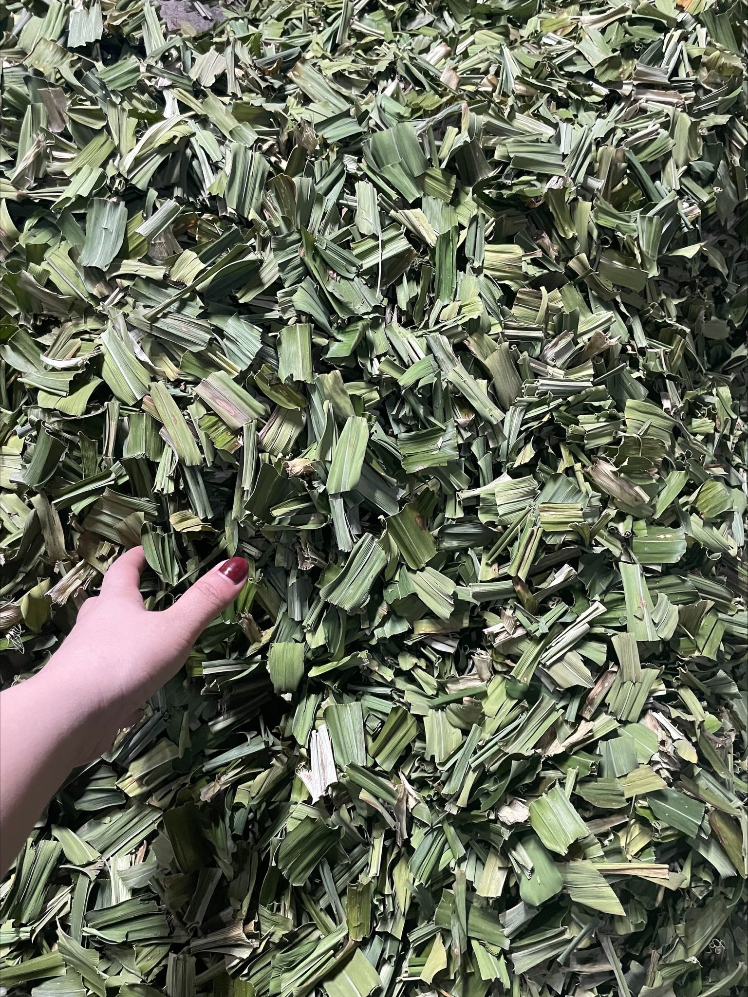 100GR Lá nếp sấy khô ( lá dứa sấy khô)