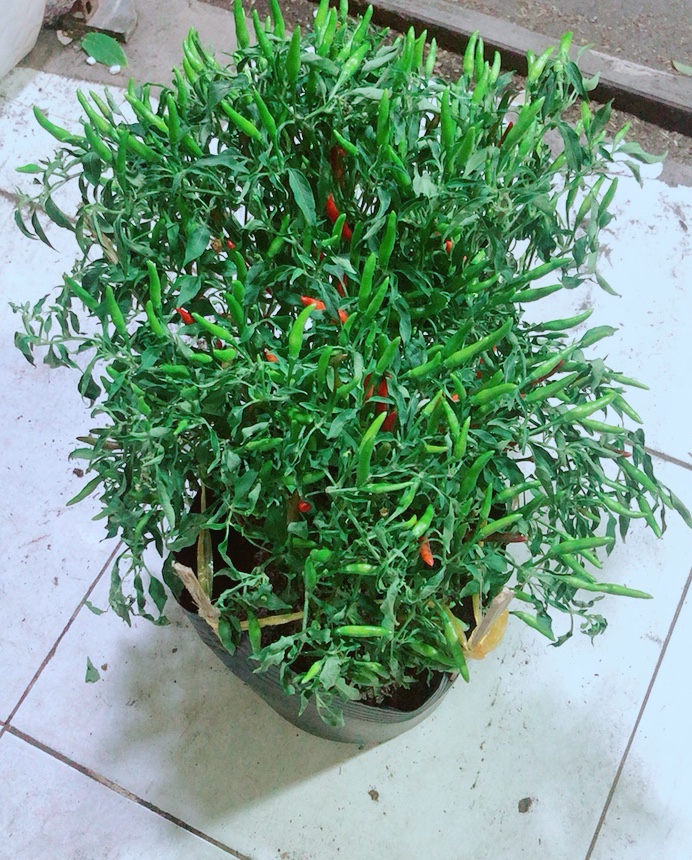 Bụi Ớt Hiểm Nhiều Trái