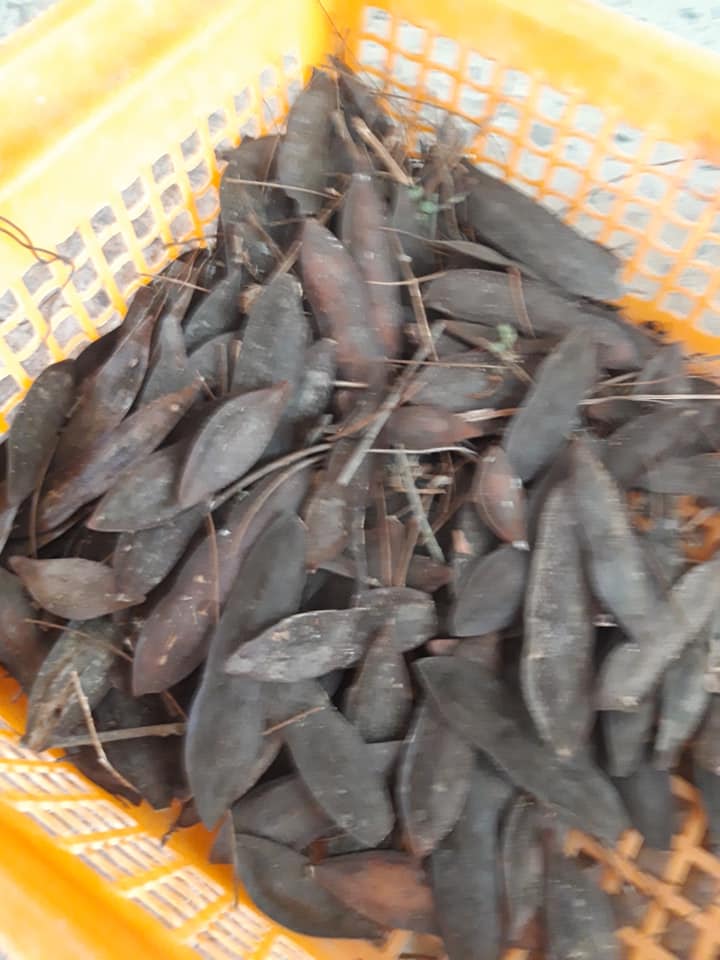 100gram hạt giống cây lim xẹt