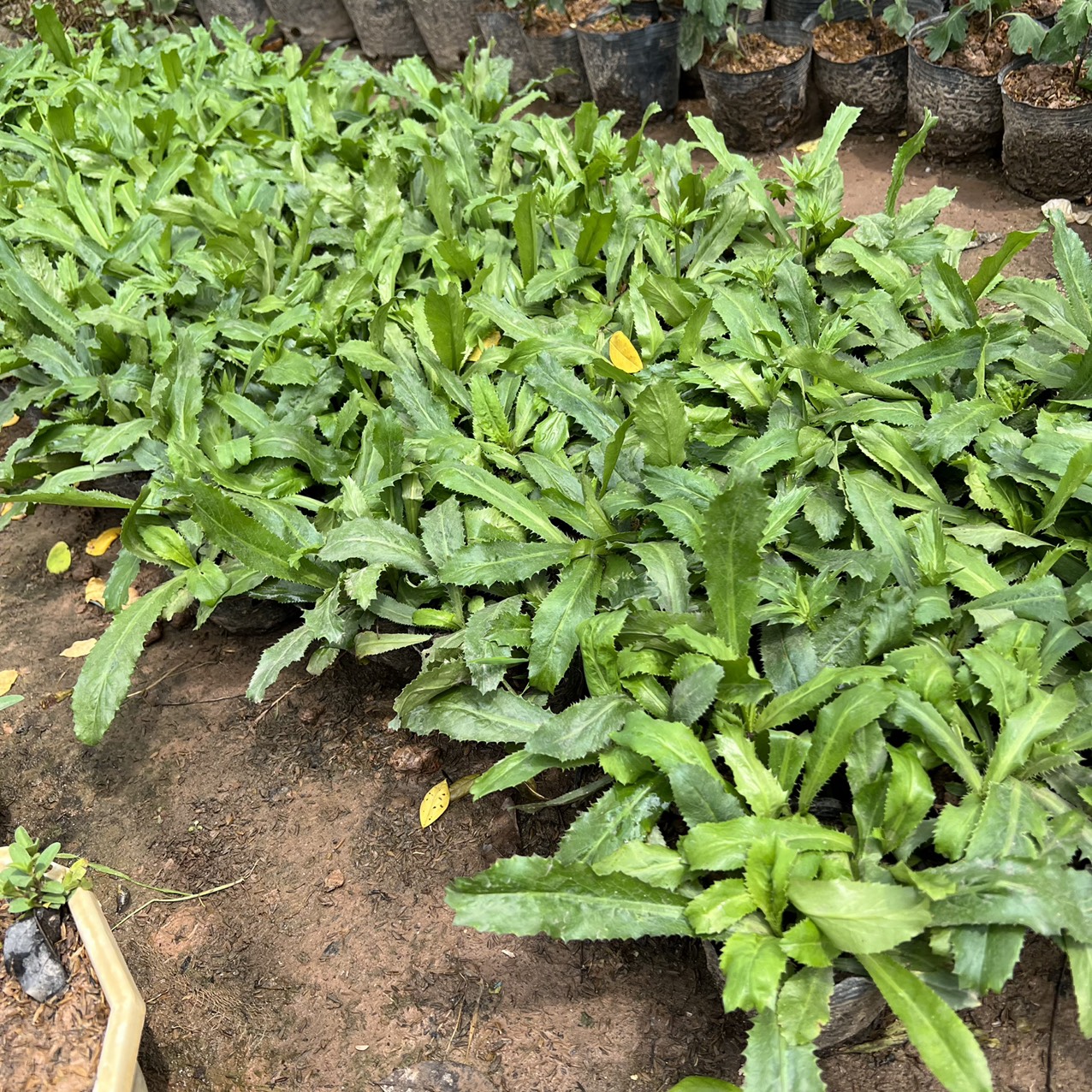 CÂY RAU MÙI TÀU