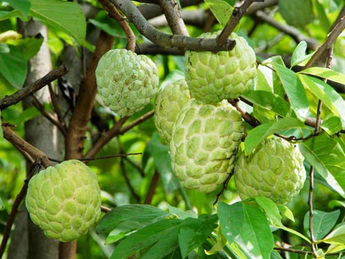 cây giống na dai