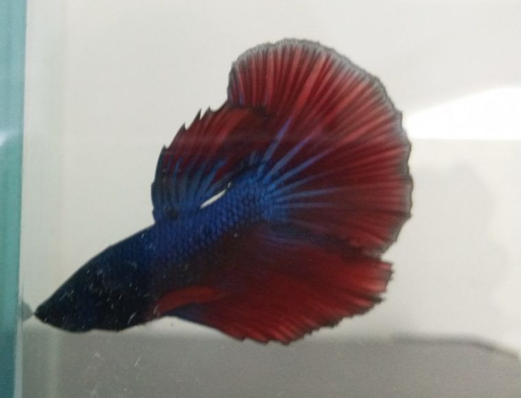 Betta Halfmoon đa sắc + Cám Tomboy TB1 10g