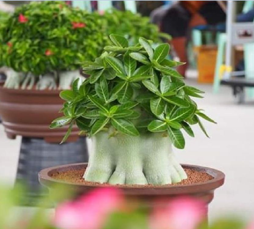 Hạt giống cây hoa sứ kim tự tháp - Gói 5 hạt