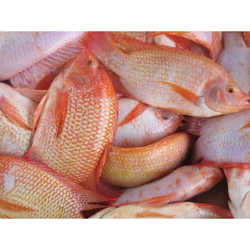 Cá Diêu Hồng mần sạch cấp đông 1kg (giao tphcm)