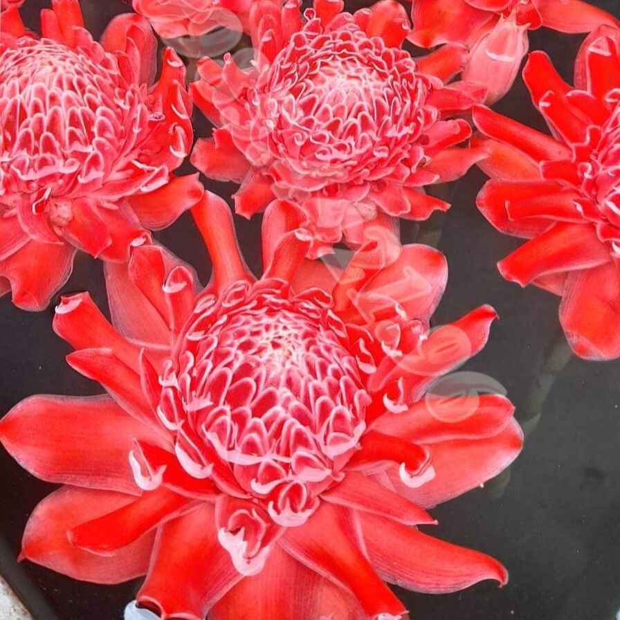 02 Củ Giống Hoa Sen Đa Lộc - sen đất (củ giao TT như hình 3)