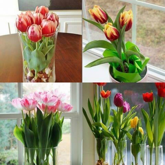 Củ hoa Tulip Hà lan trồng tết. 1Củ