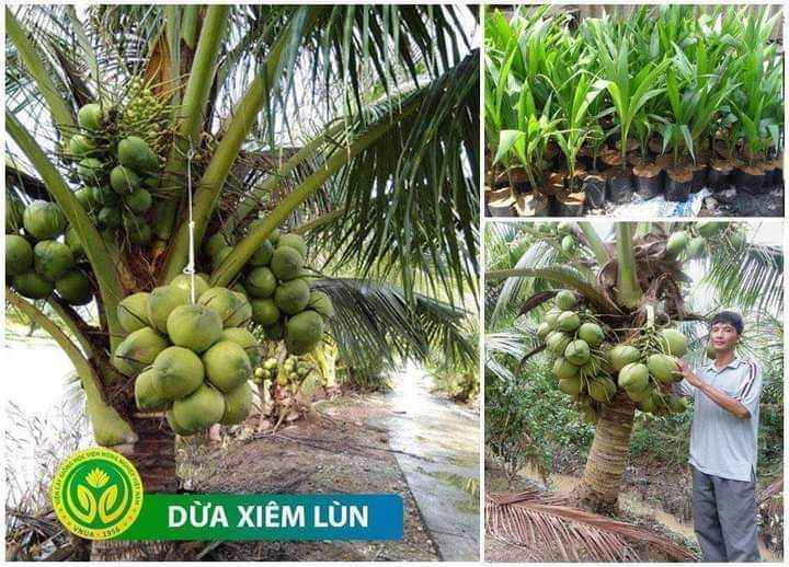 Cây Dừa Xiêm Dứa Lùn Giống