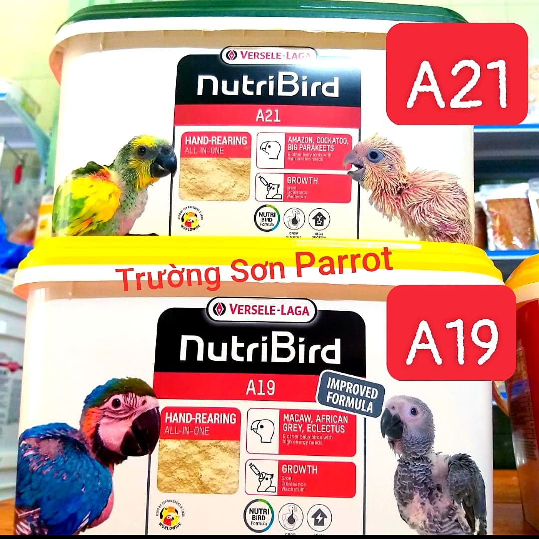 BỘT NUTRI A21 (gói lẻ 200g) đút cho chim non