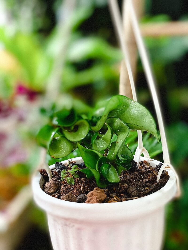 Cây Hoya carnosa Compacta (Lan Cẩm Cù Lá Xoắn Hoa Phớt Hồng)