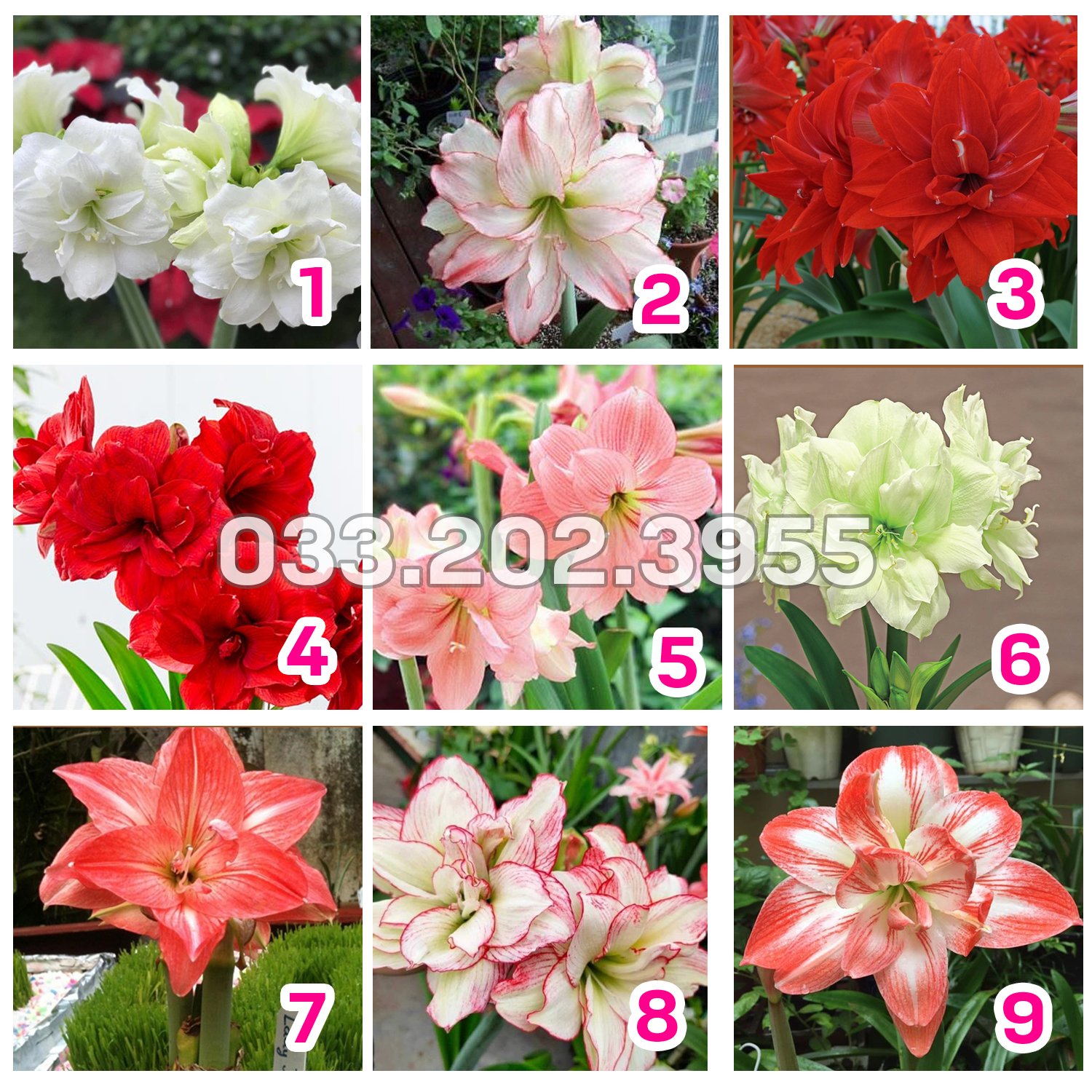 CỦ HOA HUỆ TÂY CÁNH KÉP (Hoa như hình)