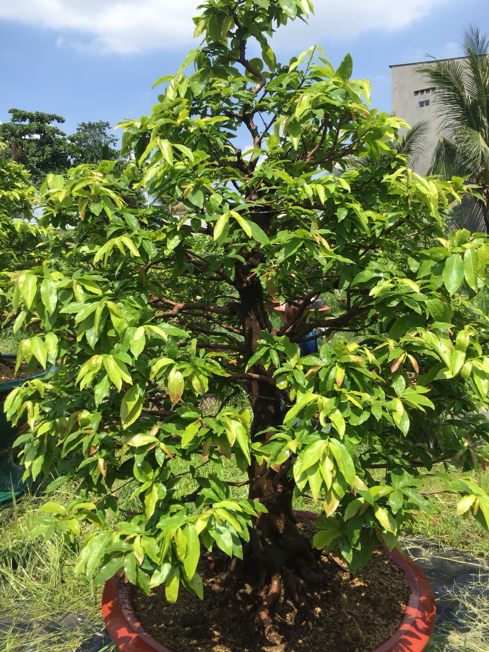 PHÂN BÓN BUNG ĐỌT RA RỄ CHUYÊN MAI VÀNG 1 LÍT