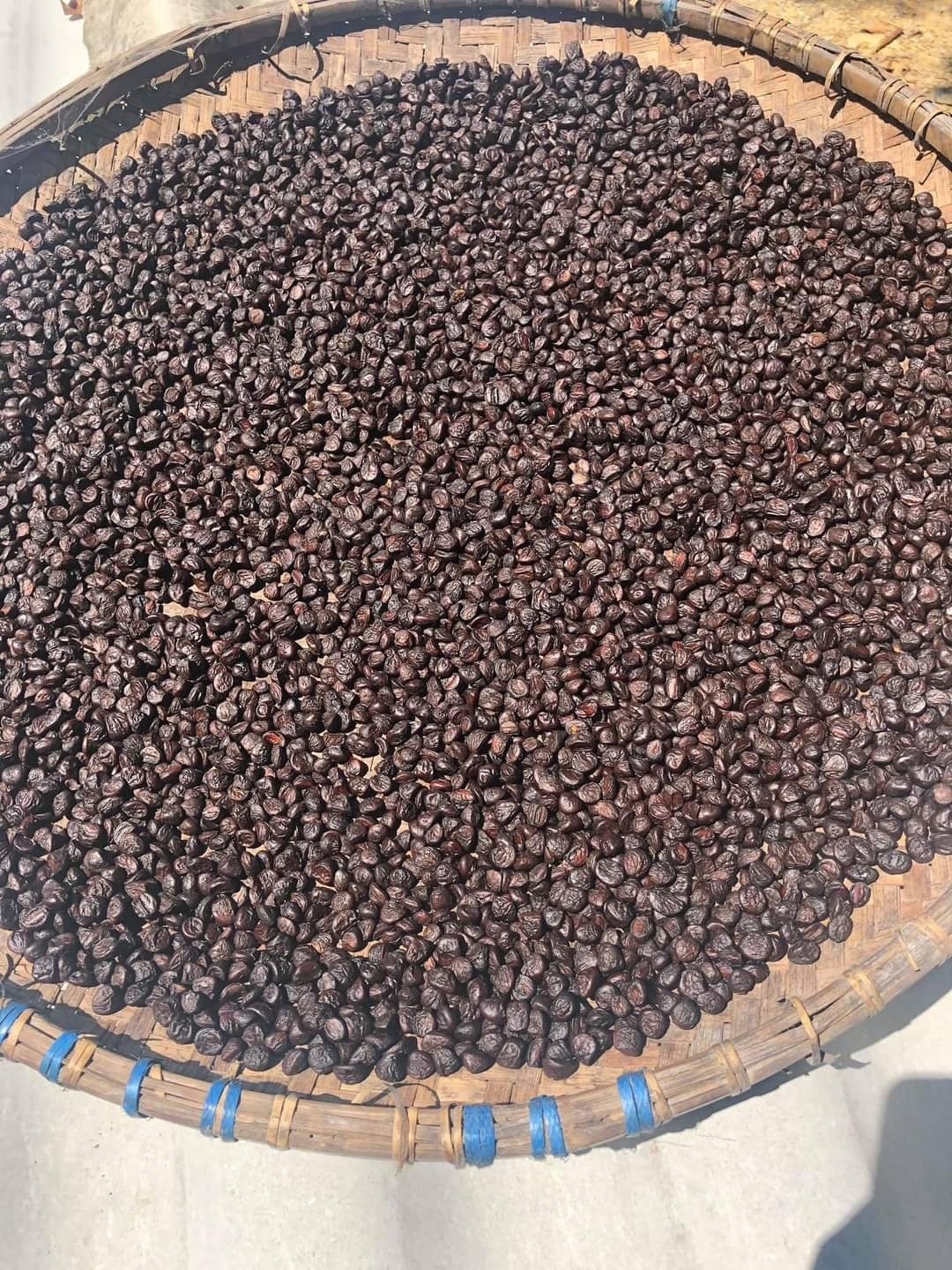 50 HẠT DỔI NẾP