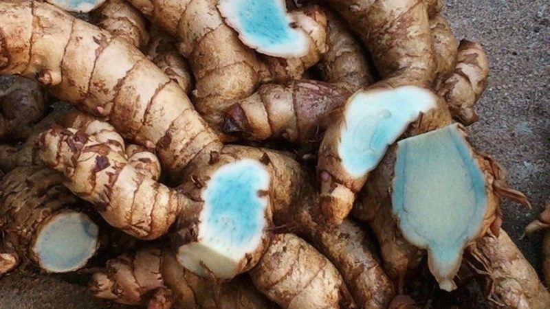 Củ nghệ đen nhà trồng 1 ký (loại tươi)