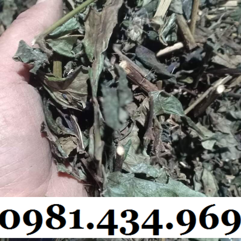 Cây Bầu Đất Khô 01KG Hàng Rừng Thơm