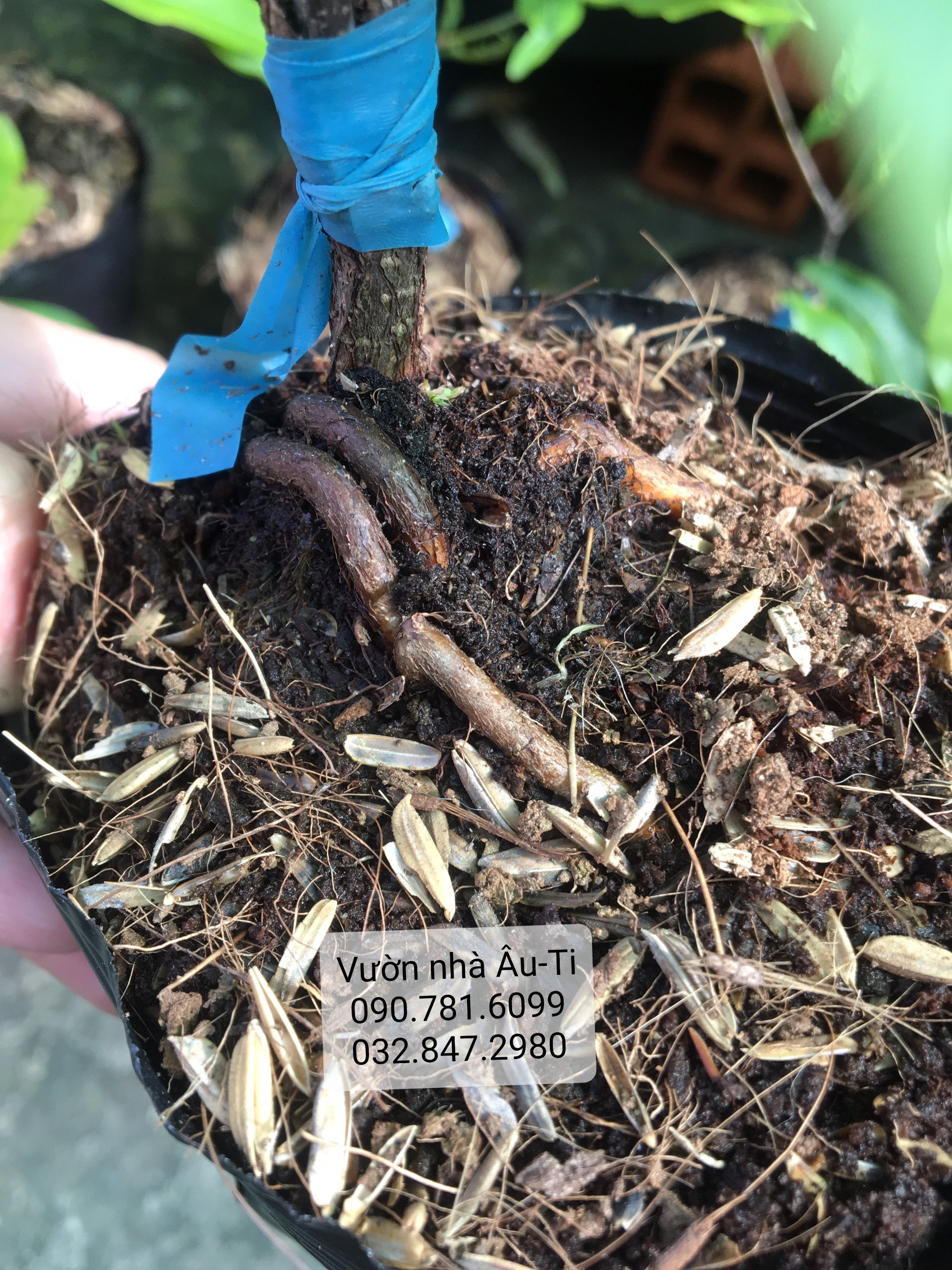 Mai cúc thọ hương bonsai mini [KHÁCH ĐƯỢC CHỌN CÂY SAU KHI LÊN ĐƠN]