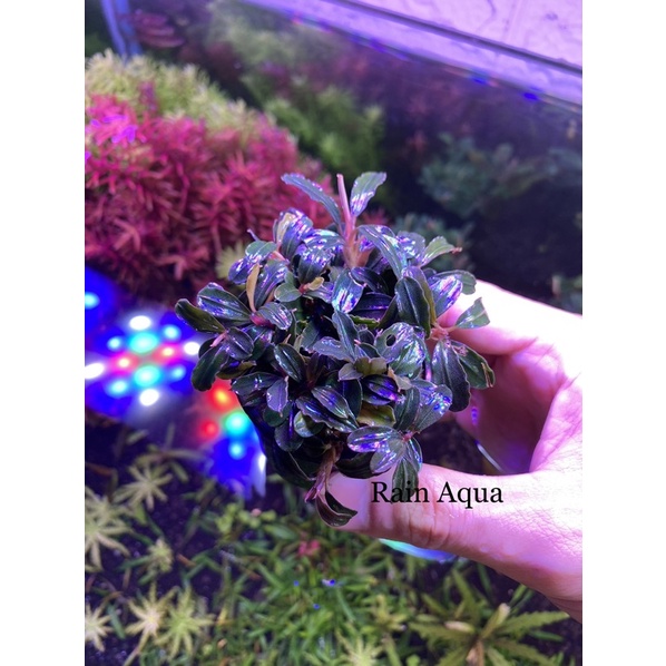 Bucep - Cây Thủy Sinh Giá Thể . Rain Aqua