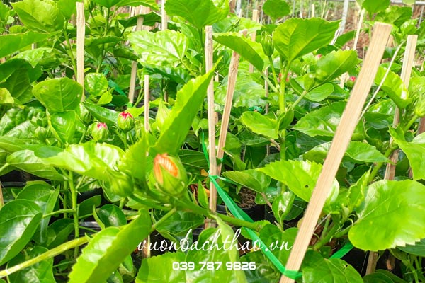 Cây Bông Bụt Thái Kép (Cây bông bụp thái kép) có hoa đẹp