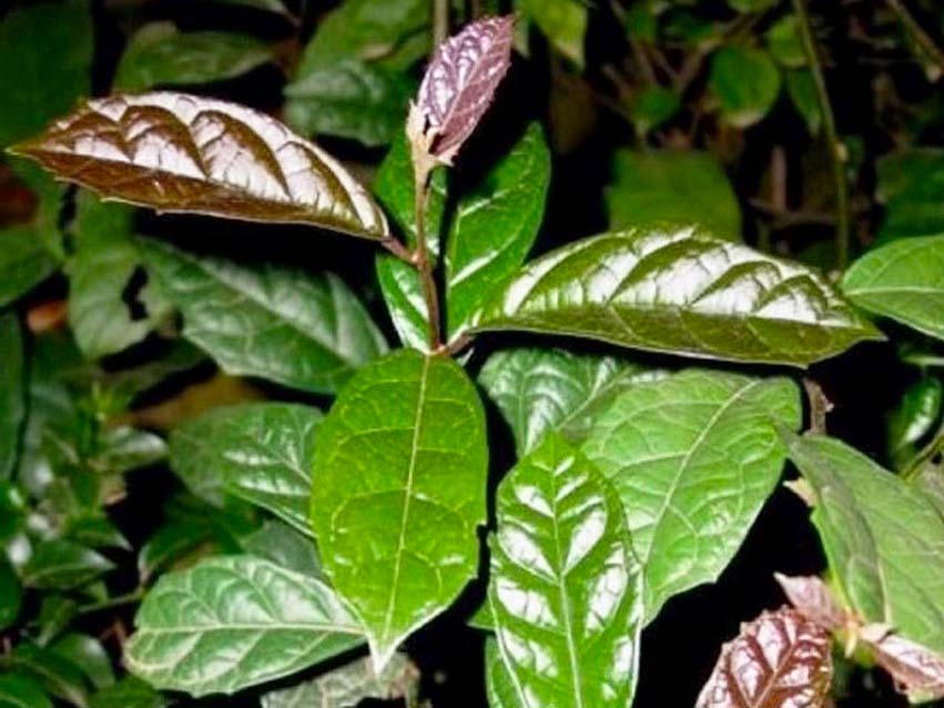 Cây xạ đen giống
