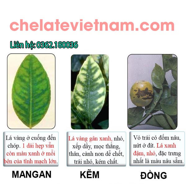 Phân bón vi lượng Combi Chelate 02 (Thiamin, NAA Plus) (100g)